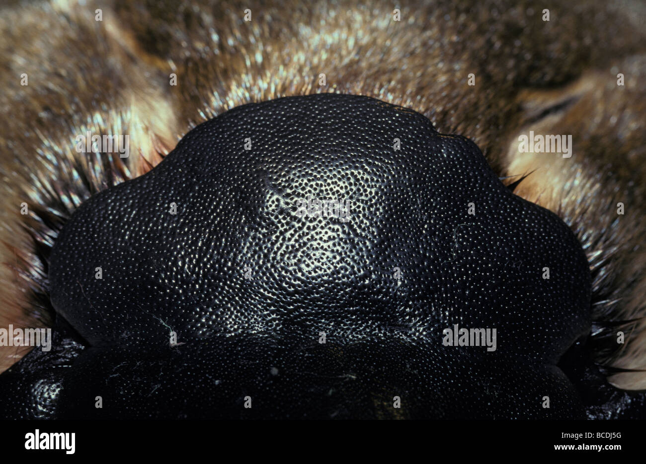 Closeup of a Platypus' sensitive Bill and forehead shows sensory pits. Stock Photo