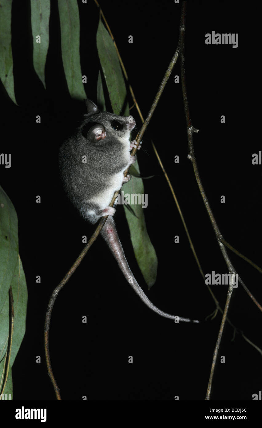 A tiny Eastern Pygmy Possum climbing a thin eucalypt branch at night. Stock Photo