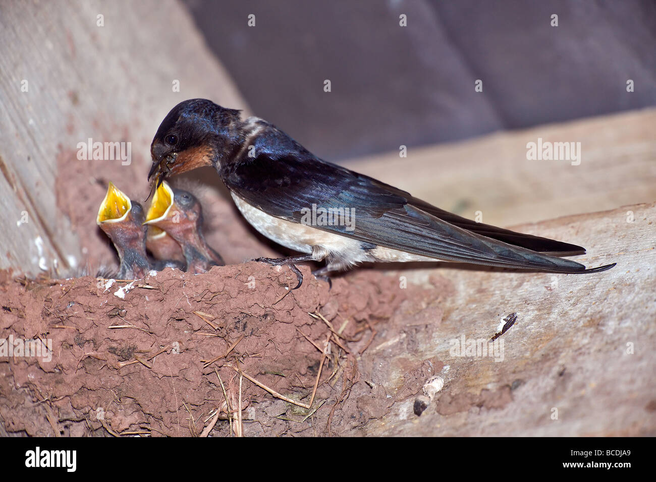 Barn Swallow feeding chicks Stock Photo