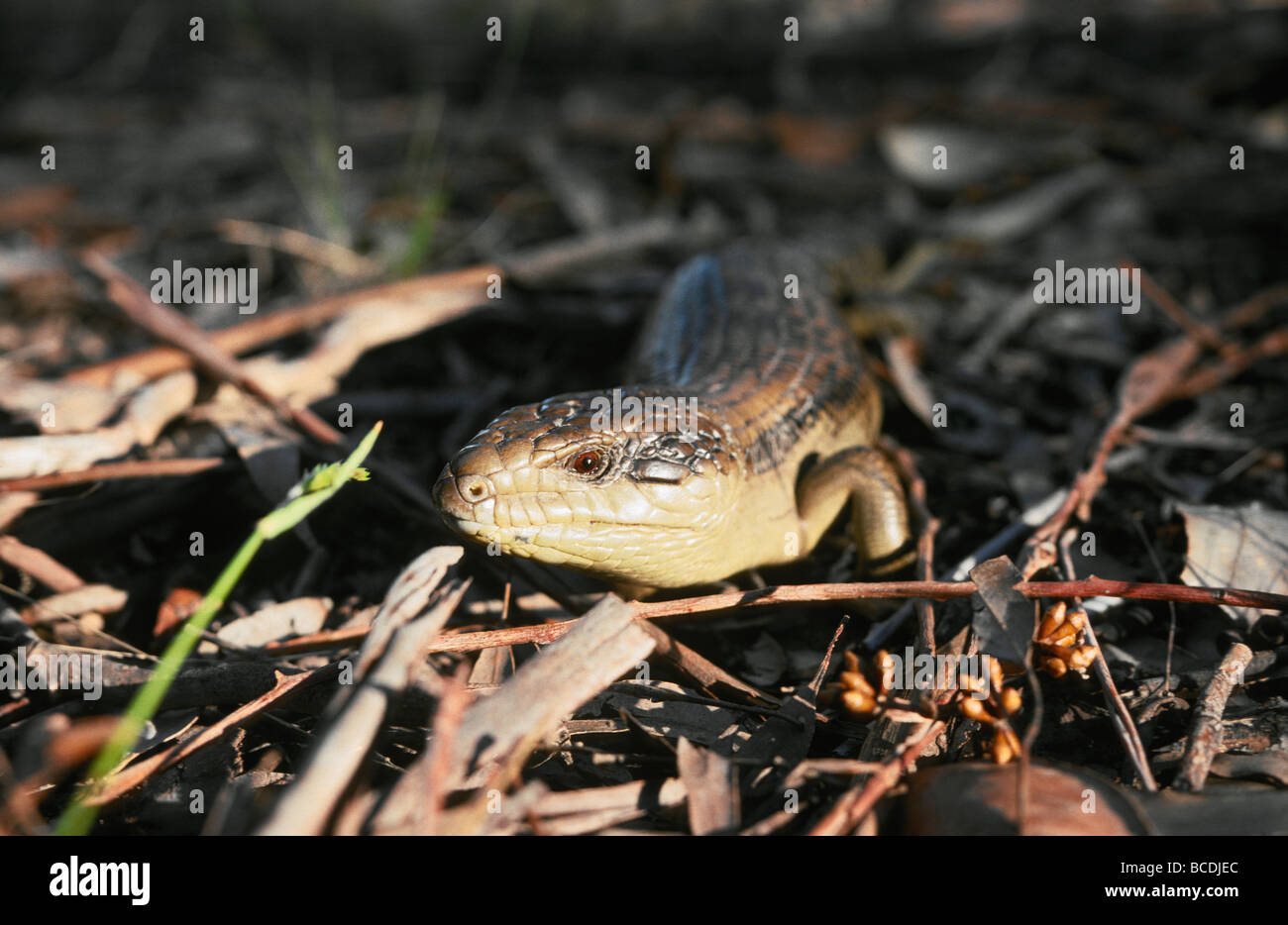 A Blue-tongue Lizard forages for prey in the forest leaf litter. Stock Photo