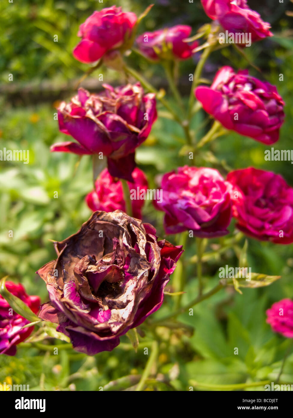 Dying roses hires stock photography and images Alamy