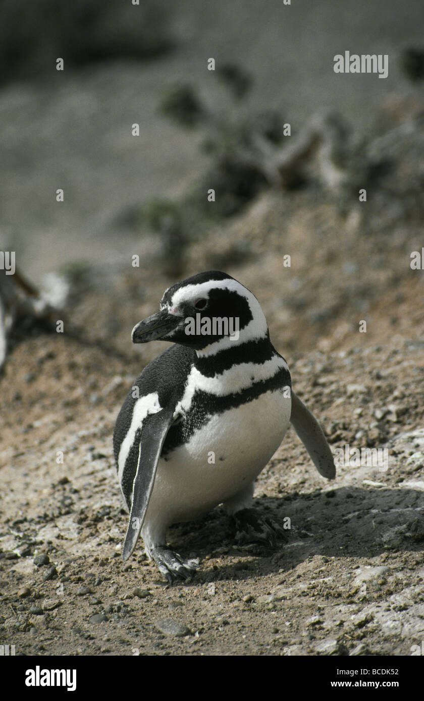 An inquisitive Magellan Penguin clambers up a coastal cliff face. Stock Photo