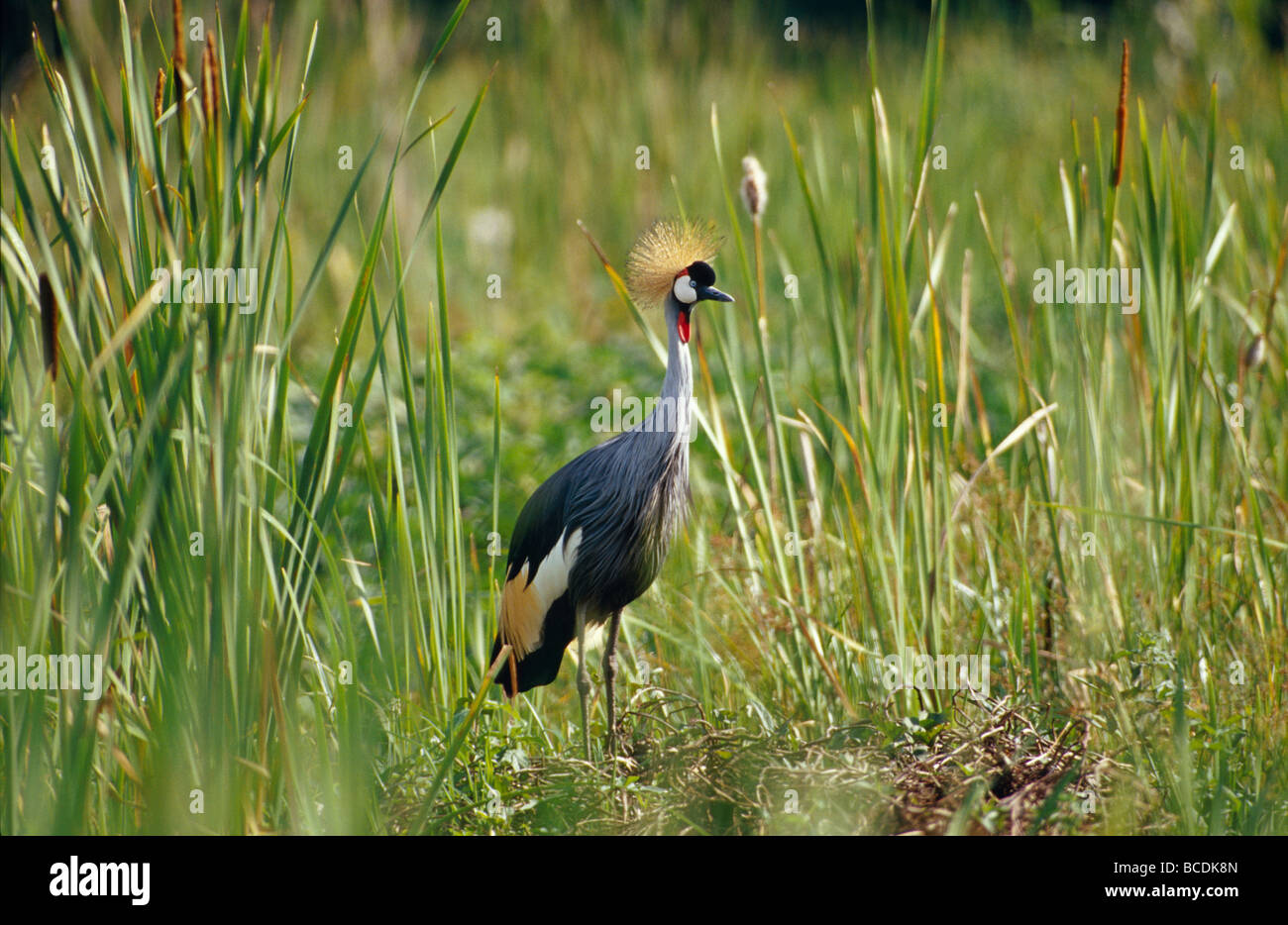 A beautifully ornate East African Crowned Crane standing in farmland. Stock Photo