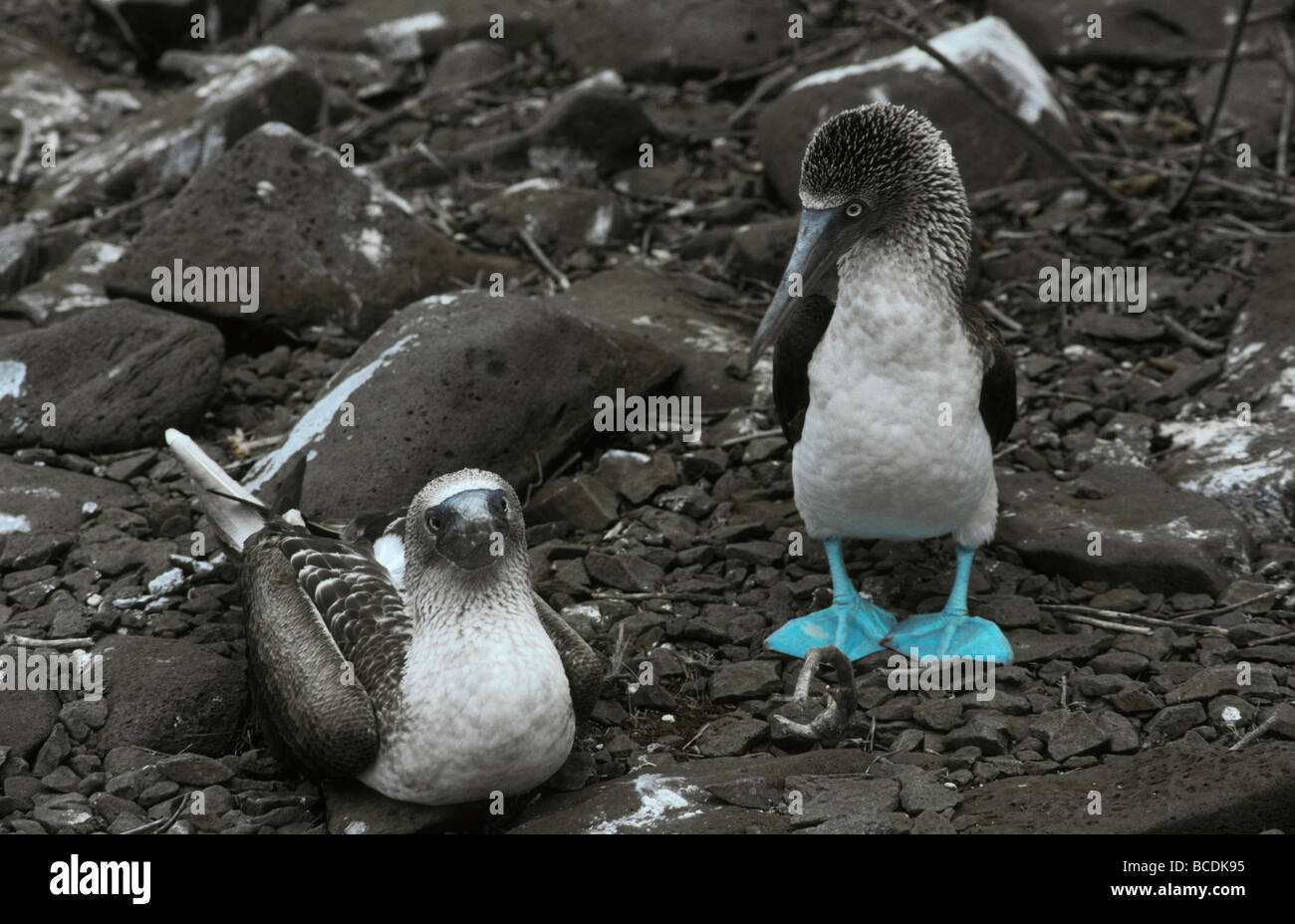 A breeding male and female Blue Footed Booby pair nesting. Stock Photo