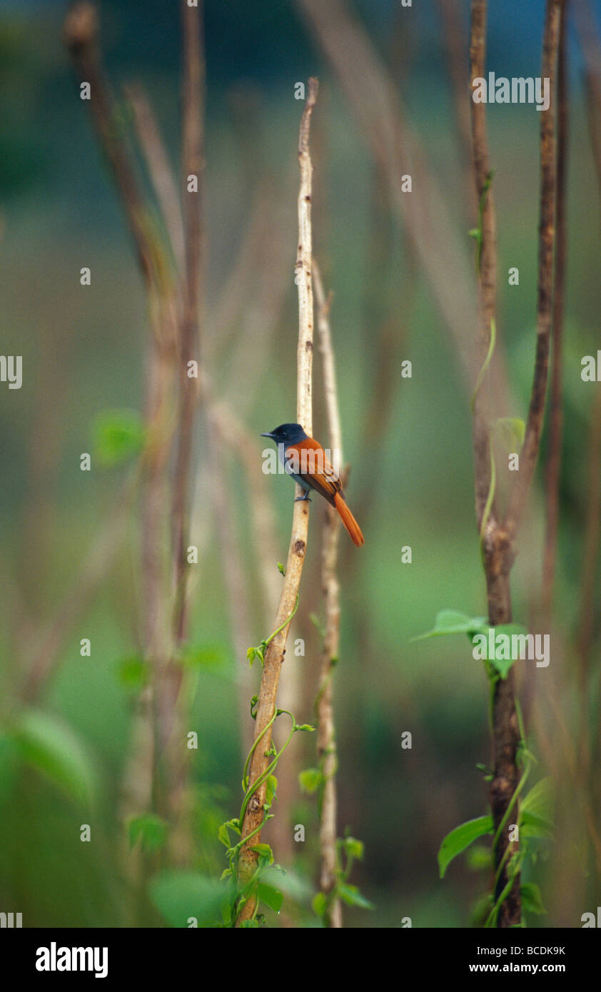 An African Paradise Flycatcher hunting insects in a farm field. Stock Photo