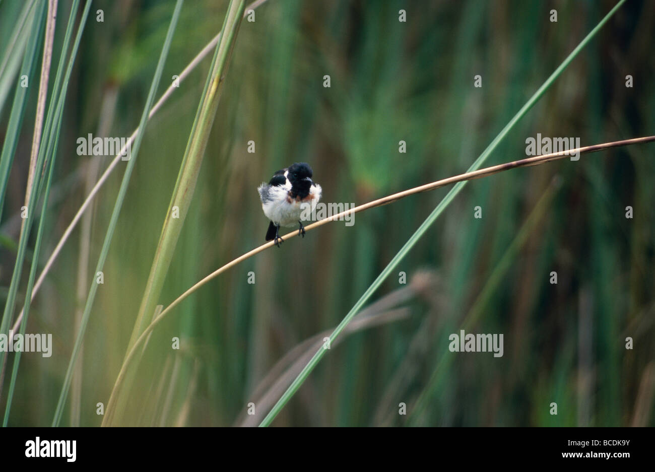 An African Stonechat balances on a reed stem overlooking a wetland. Stock Photo