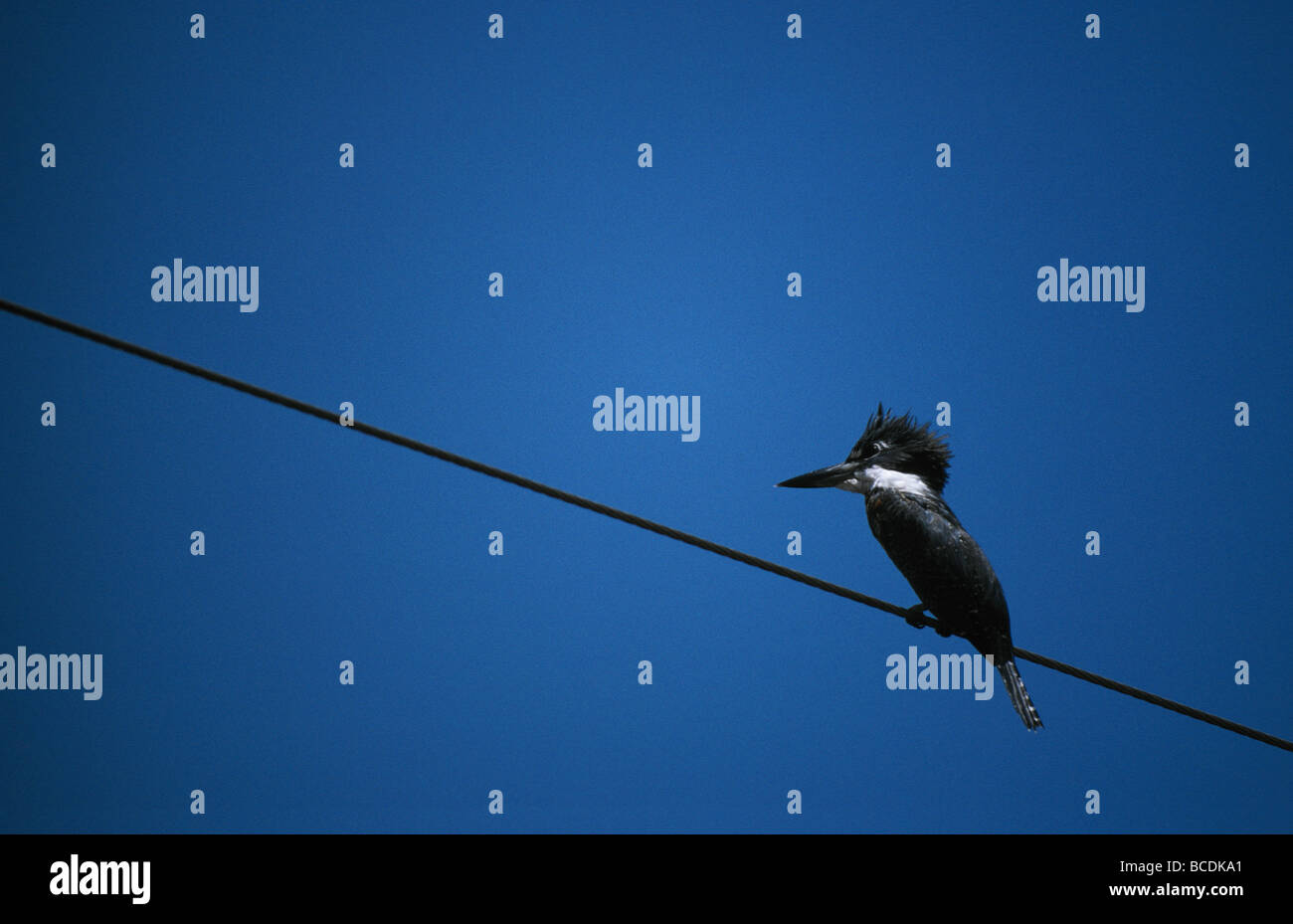 A Ringed Kingfisher roosting on a powerline beneath a clear blue sky. Stock Photo