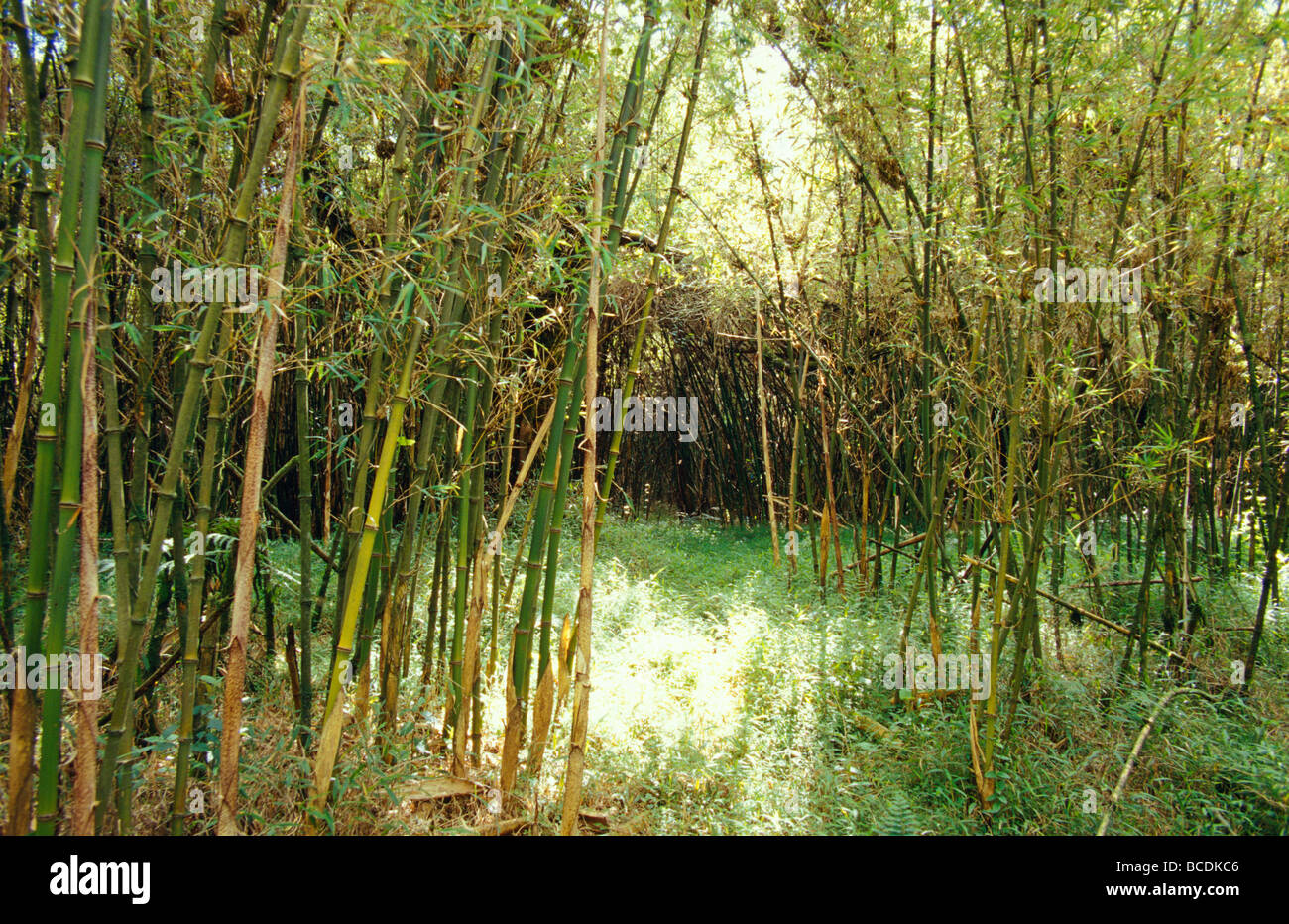 Mountain Bamboo, Arundinaria alpina forest in the Rugano Zone. Stock Photo
