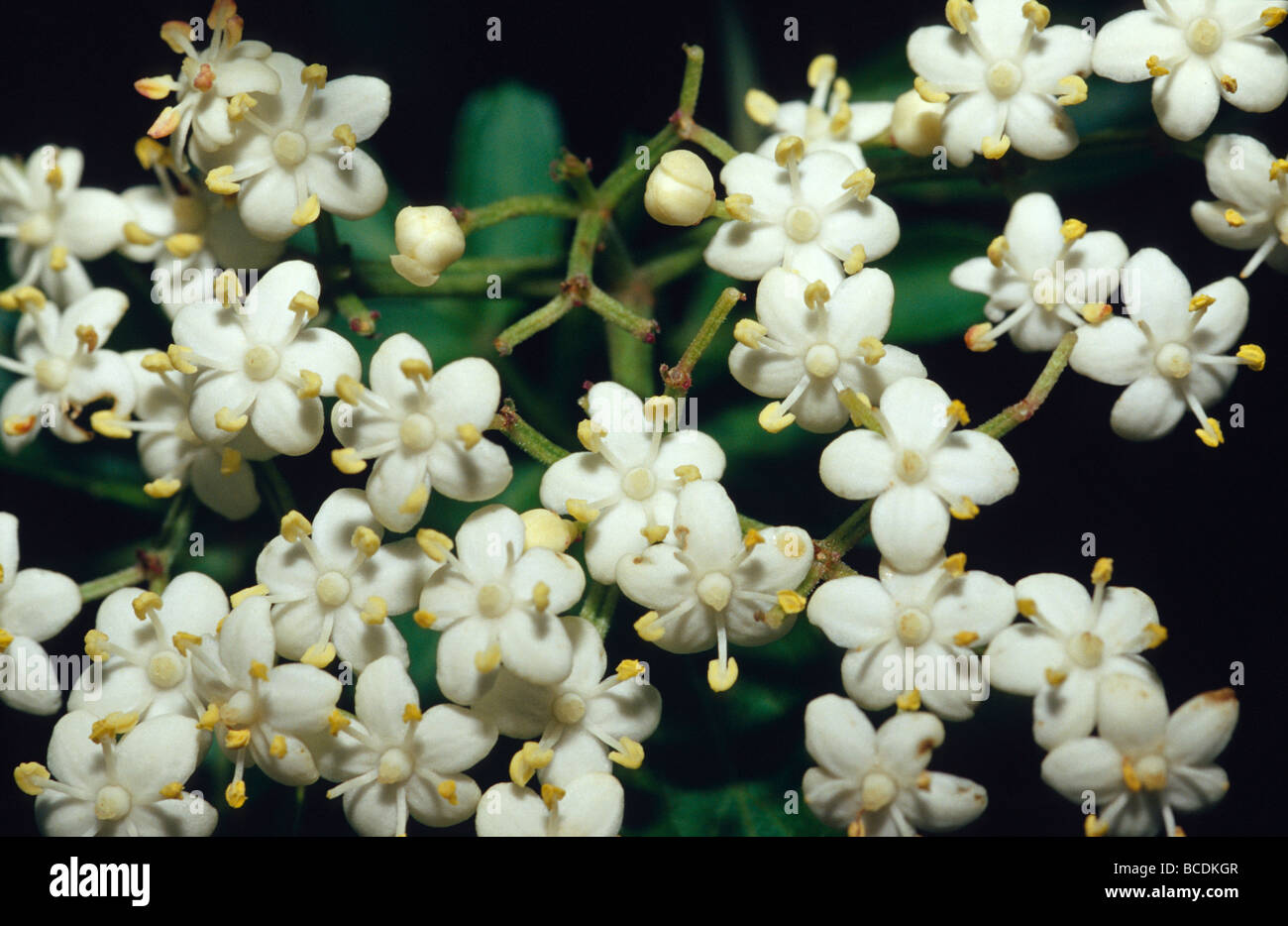 The flowers of Bersarna abyssinica in the Hagenia-hypericum Zone. Stock Photo