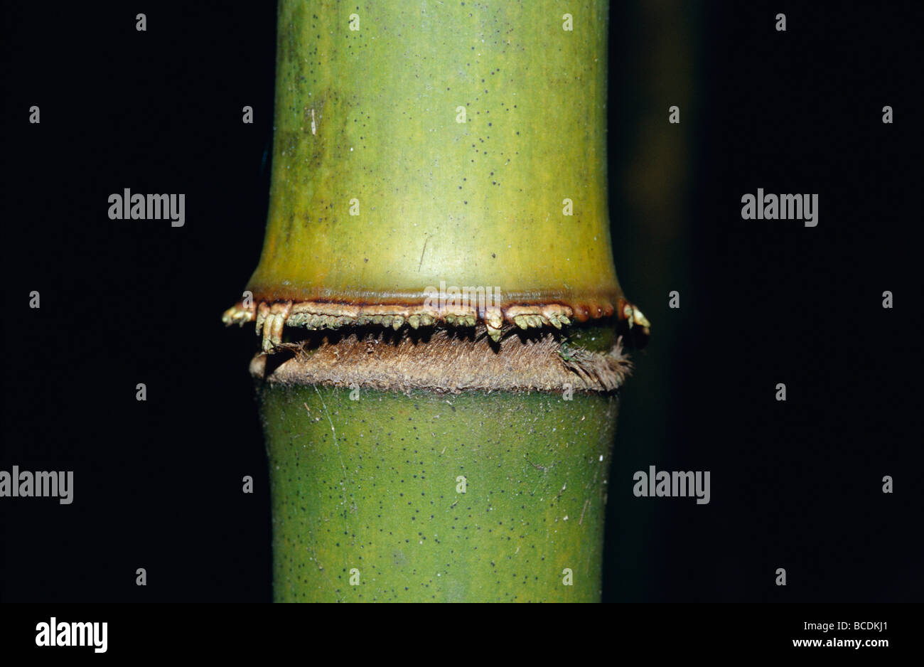 A growth ring detail of the Mountain Bamboo, Arundinaria alpina Stock ...