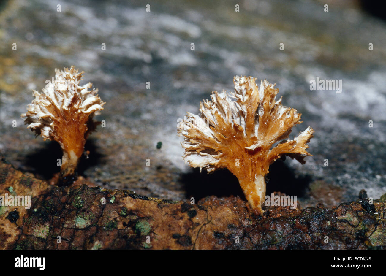 Tiny Fungi growing on a rotting log in a tropical rainforest Stock ...