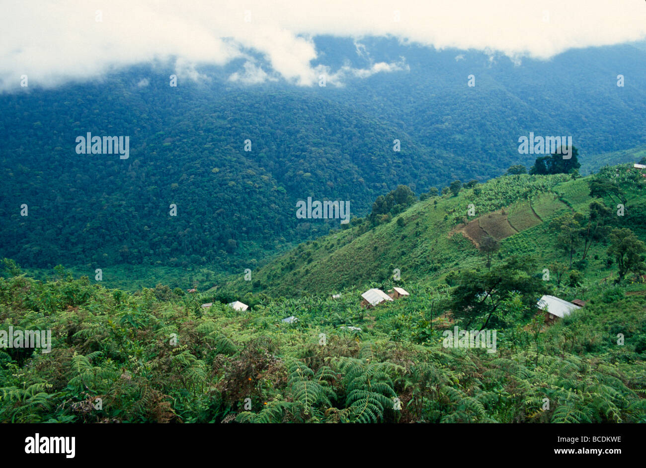 A banana plantation grows adjacent to dense tropical rainforest. Stock Photo