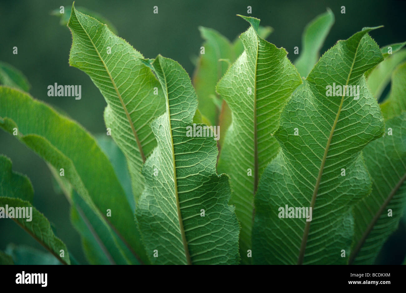 Strong veins add additional support to broad-leafed rainforest plants. Stock Photo