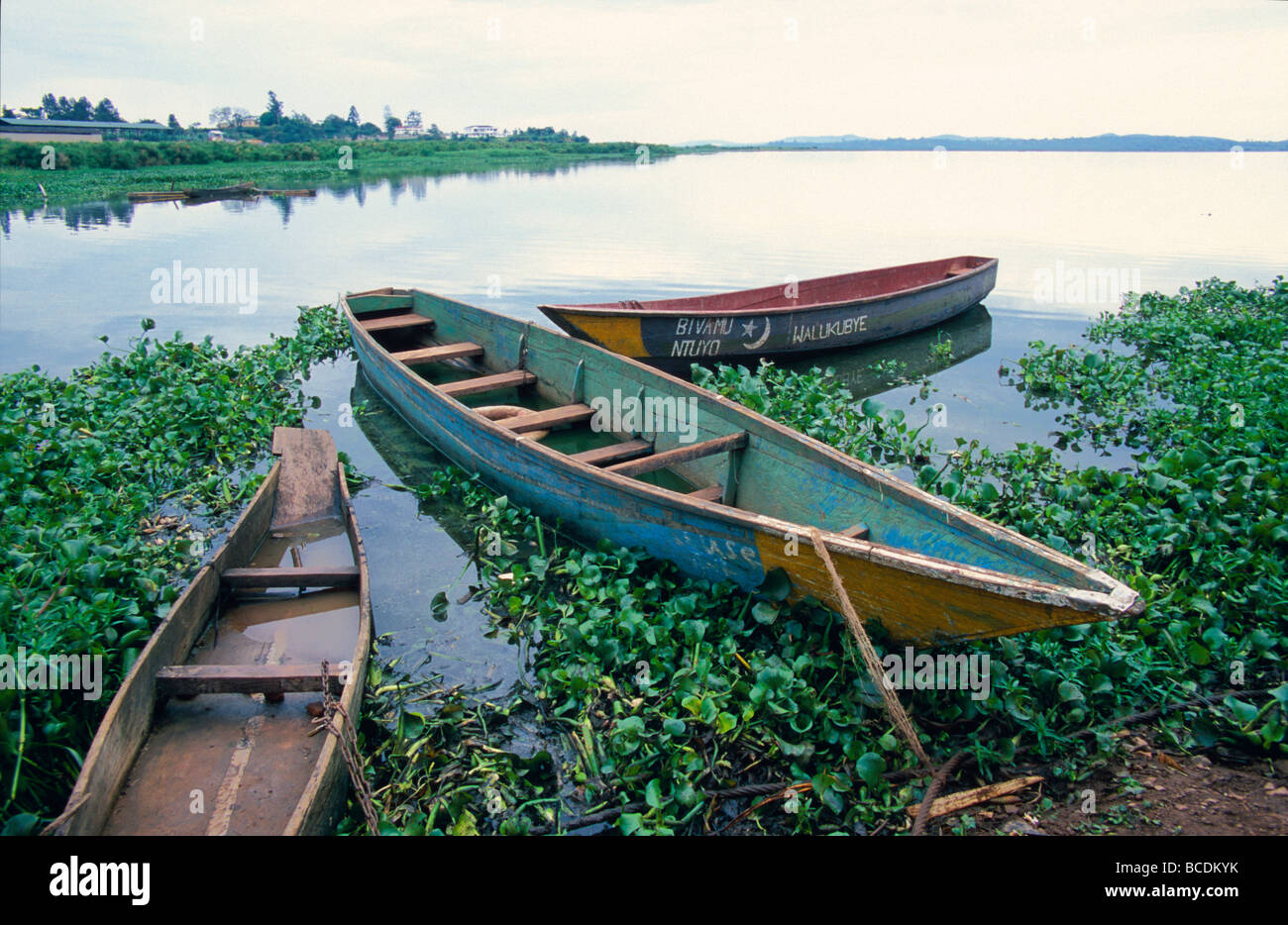 Wooden fishing boats amongst the noxious aquatic plant Water Hyacinth. Stock Photo