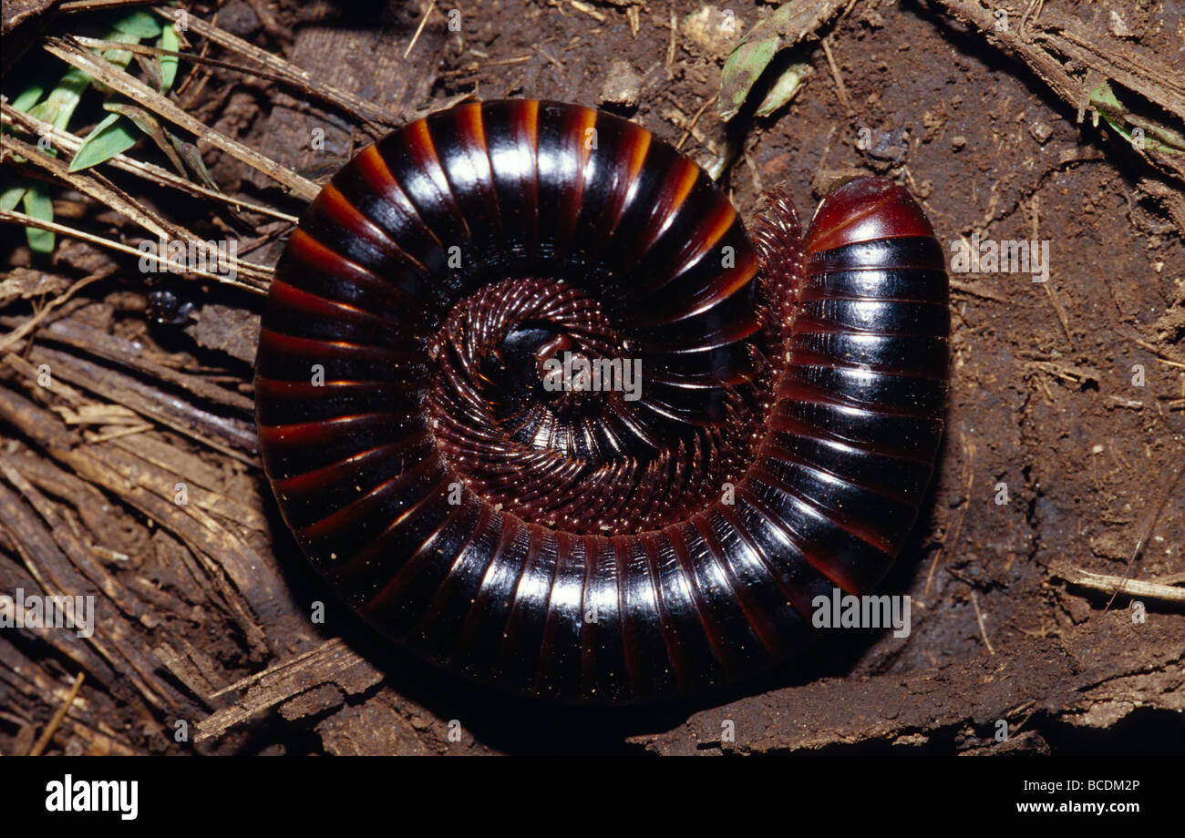 A huge Potato Centipede coils into a defensive posture in farmland. Stock Photo