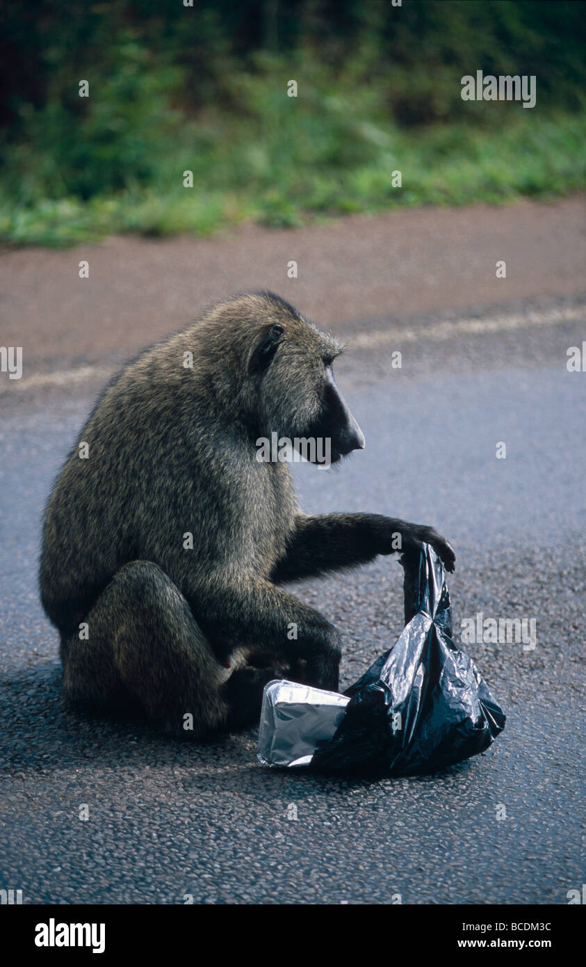 A cheeky Olive Baboon stealing food from a black plastic bag. Stock Photo