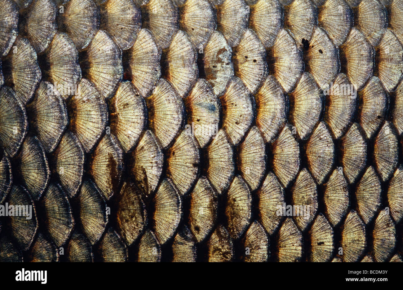 The intricate patterns of an introduced freshwater Carp's scales. Stock Photo