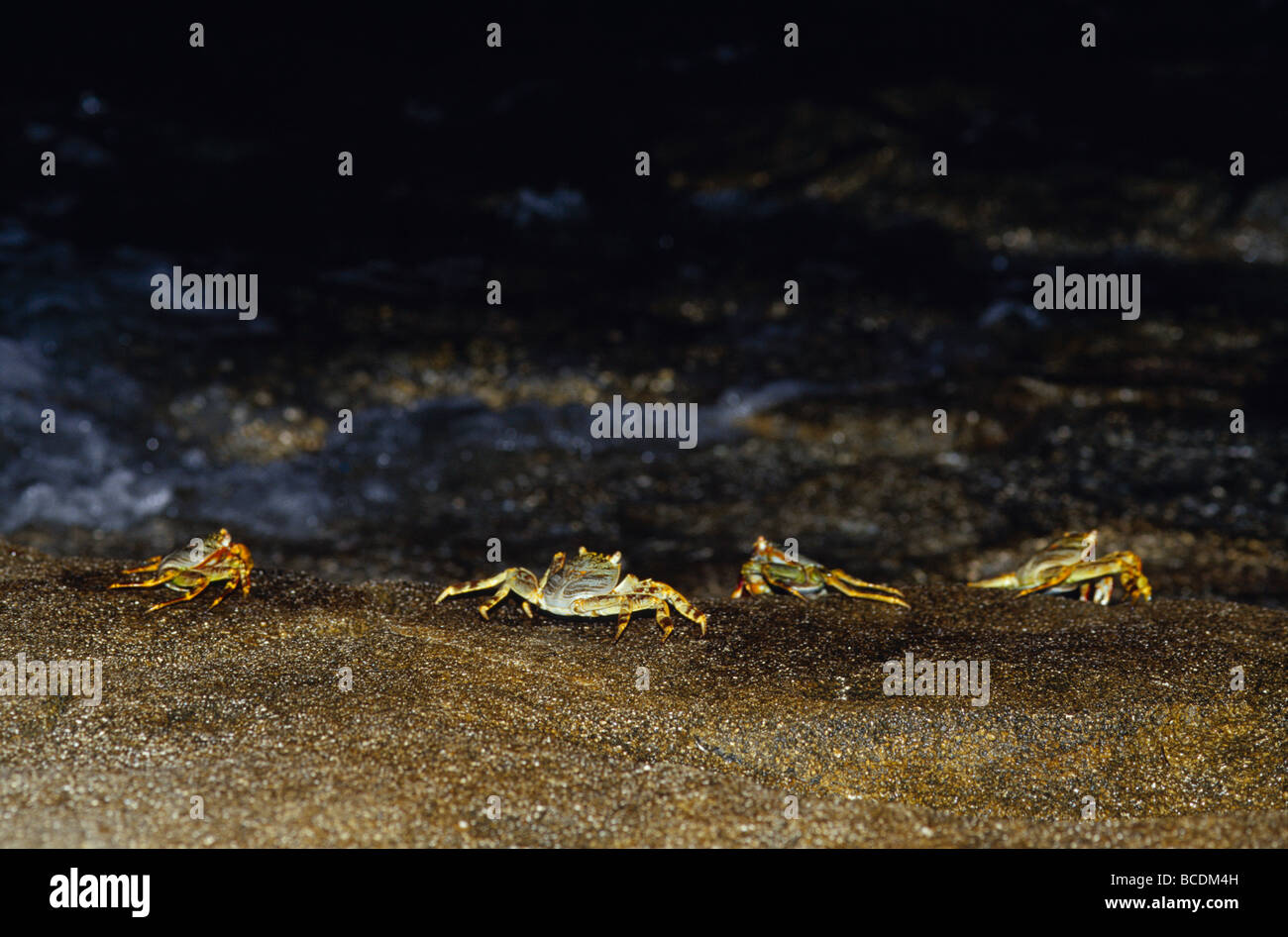 Colorful Grapsid Shore Crabs forage on rocks exposed by the low tide. Stock Photo