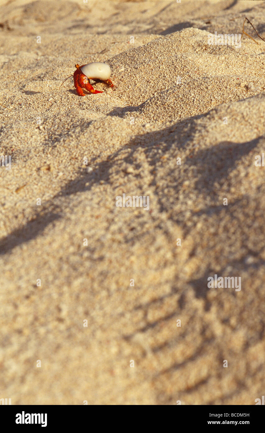 A Strawberry Land Hermit Crab emerging from its shell on a sand beach. Stock Photo
