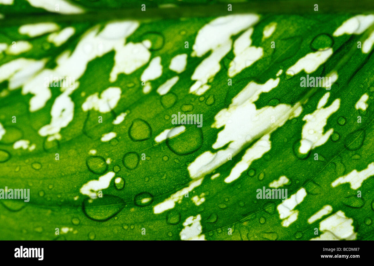 Raindrops on the textured surface of a backlit variegated leaf. Stock Photo