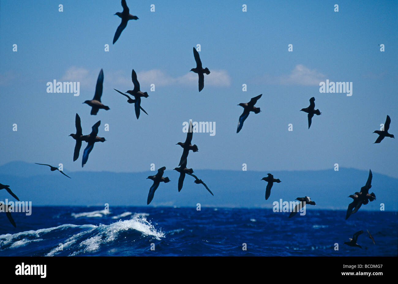 A flock of Short-Tailed Shearwaters soaring over a choppy ocean. Stock Photo