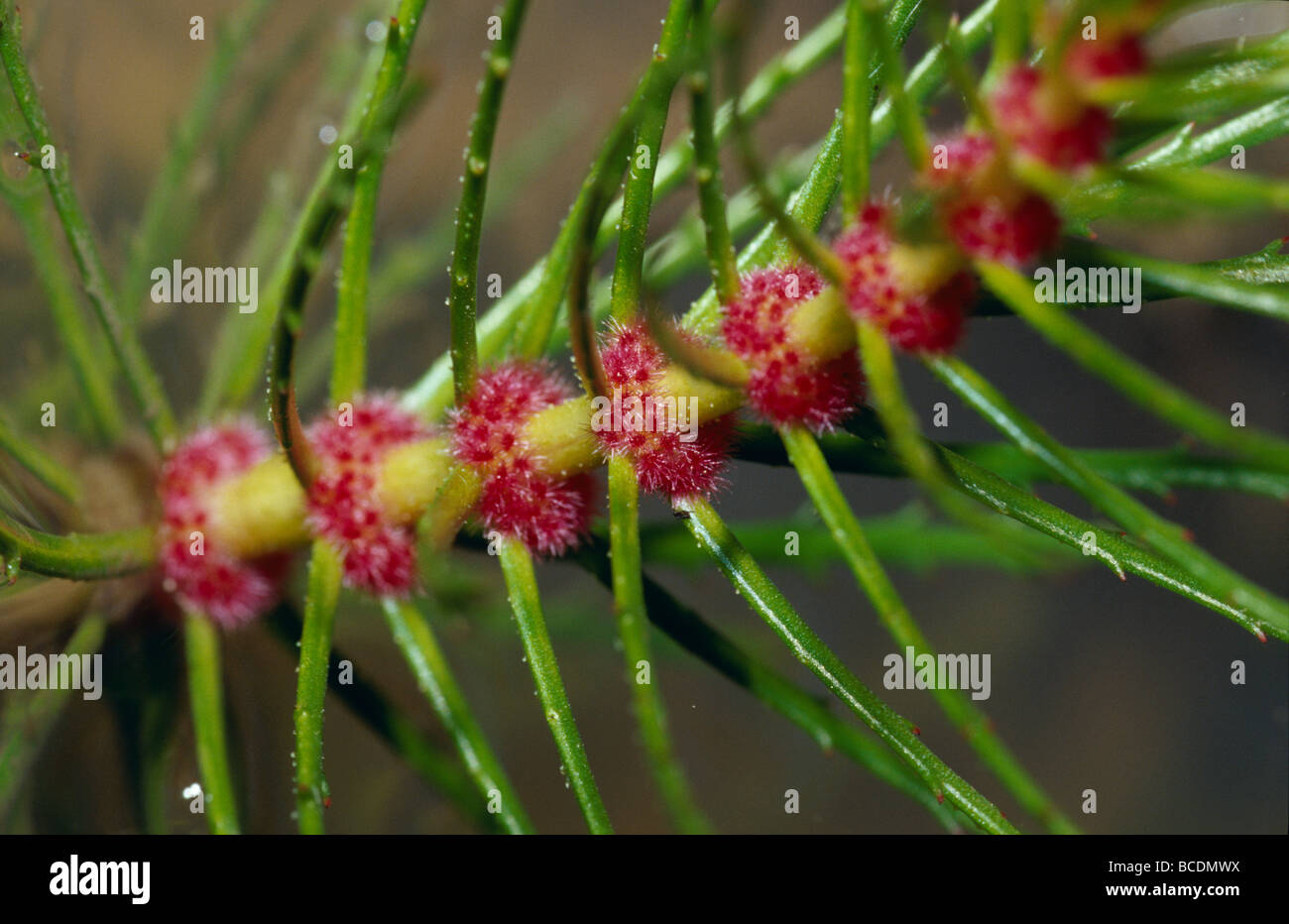 Tiny bright red flowers cluster around the stem of an aquatic plant. Stock Photo