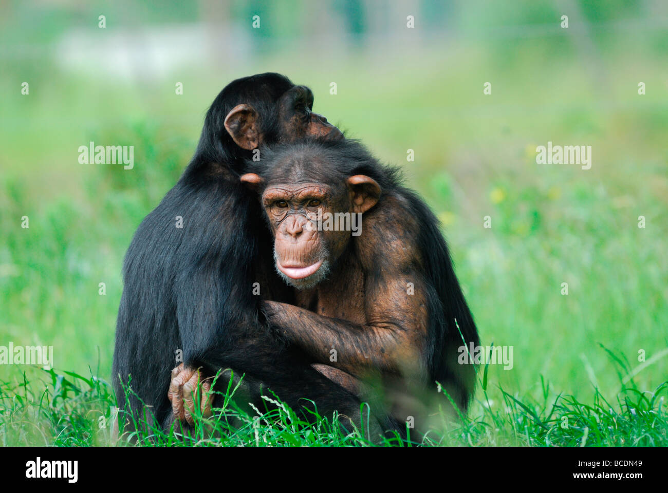 close up of two cute chimpanzees Pan troglodytes  Stock Photo