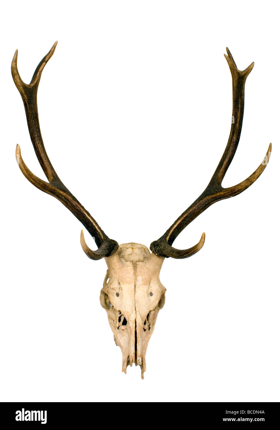Horns of deer Stock Photo