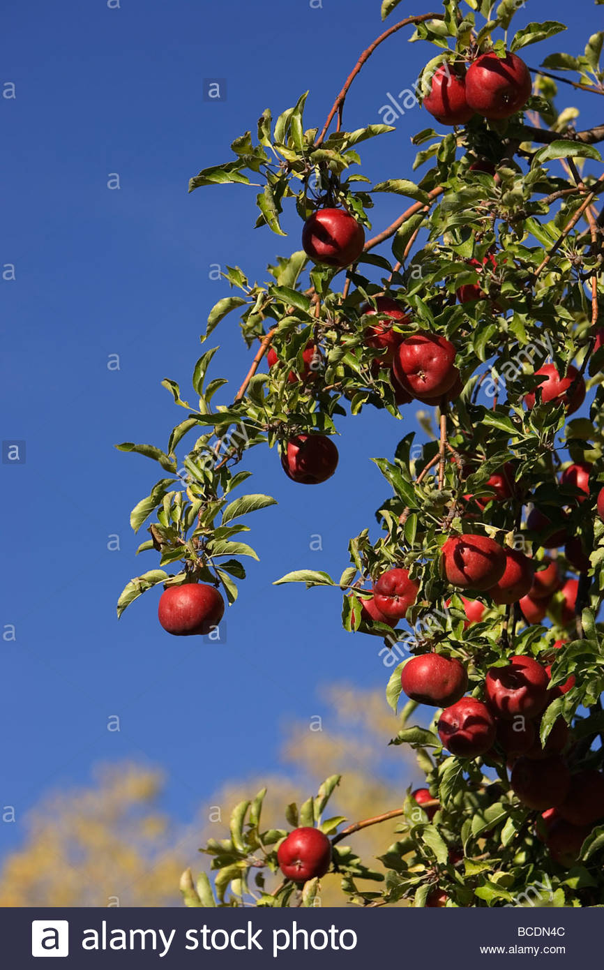 Ripe apples are ready to be picked Stock Photo - Alamy
