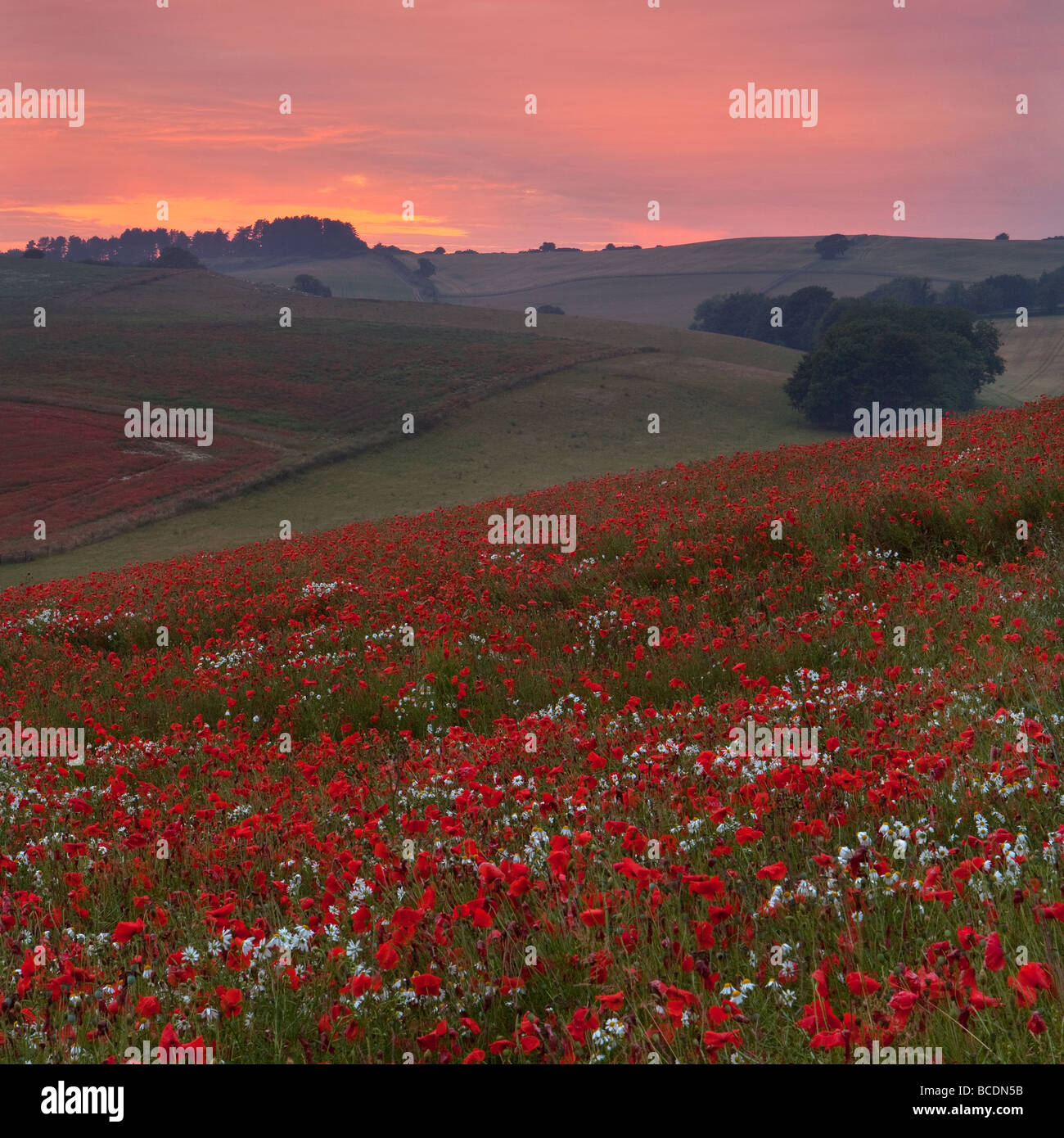 Sunset across the poppy fields on the Cranborne Chase, Dorset Stock Photo