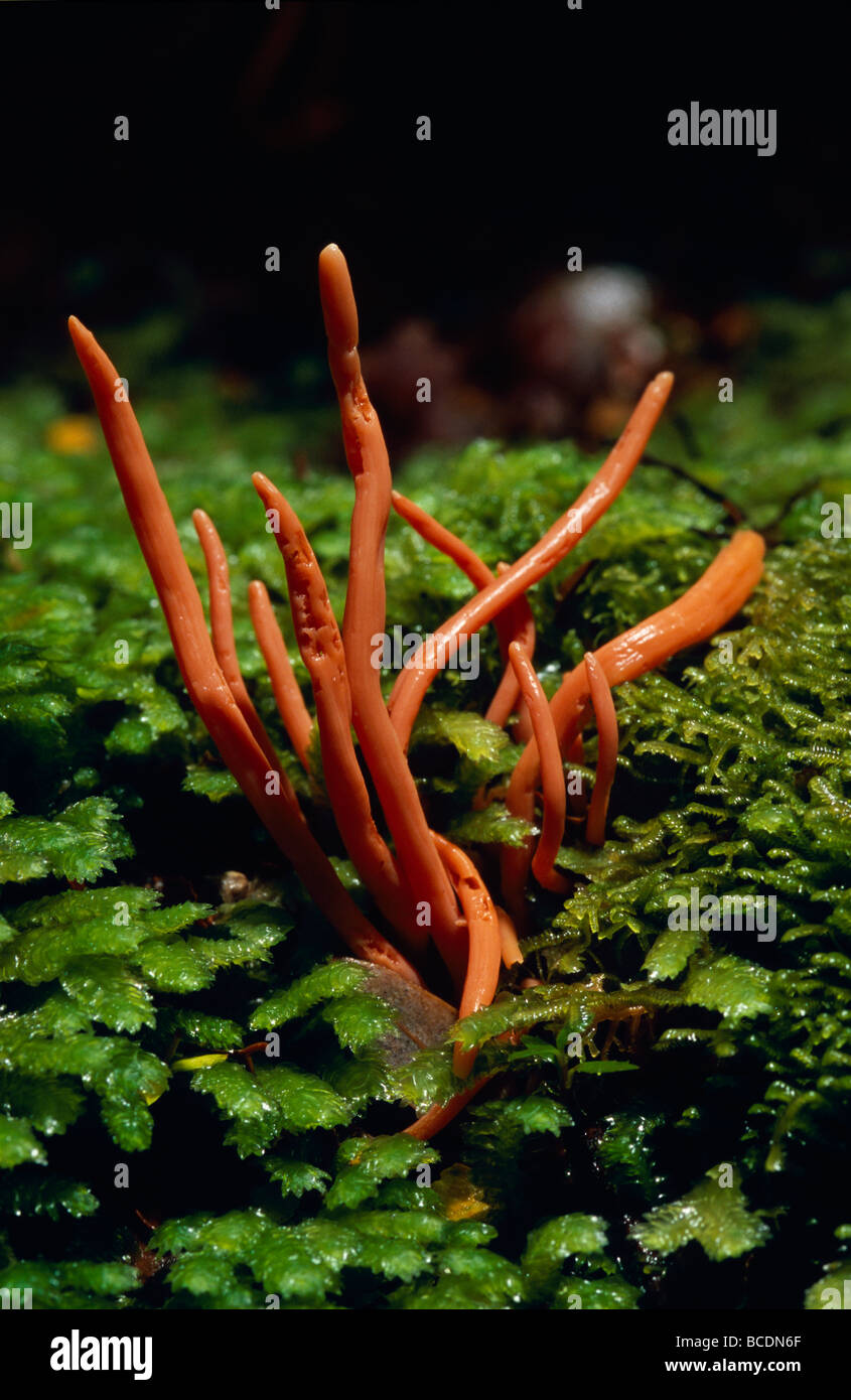 A bright orange Clavaria miniata Coral Fungi emerging from bryophytes. Stock Photo