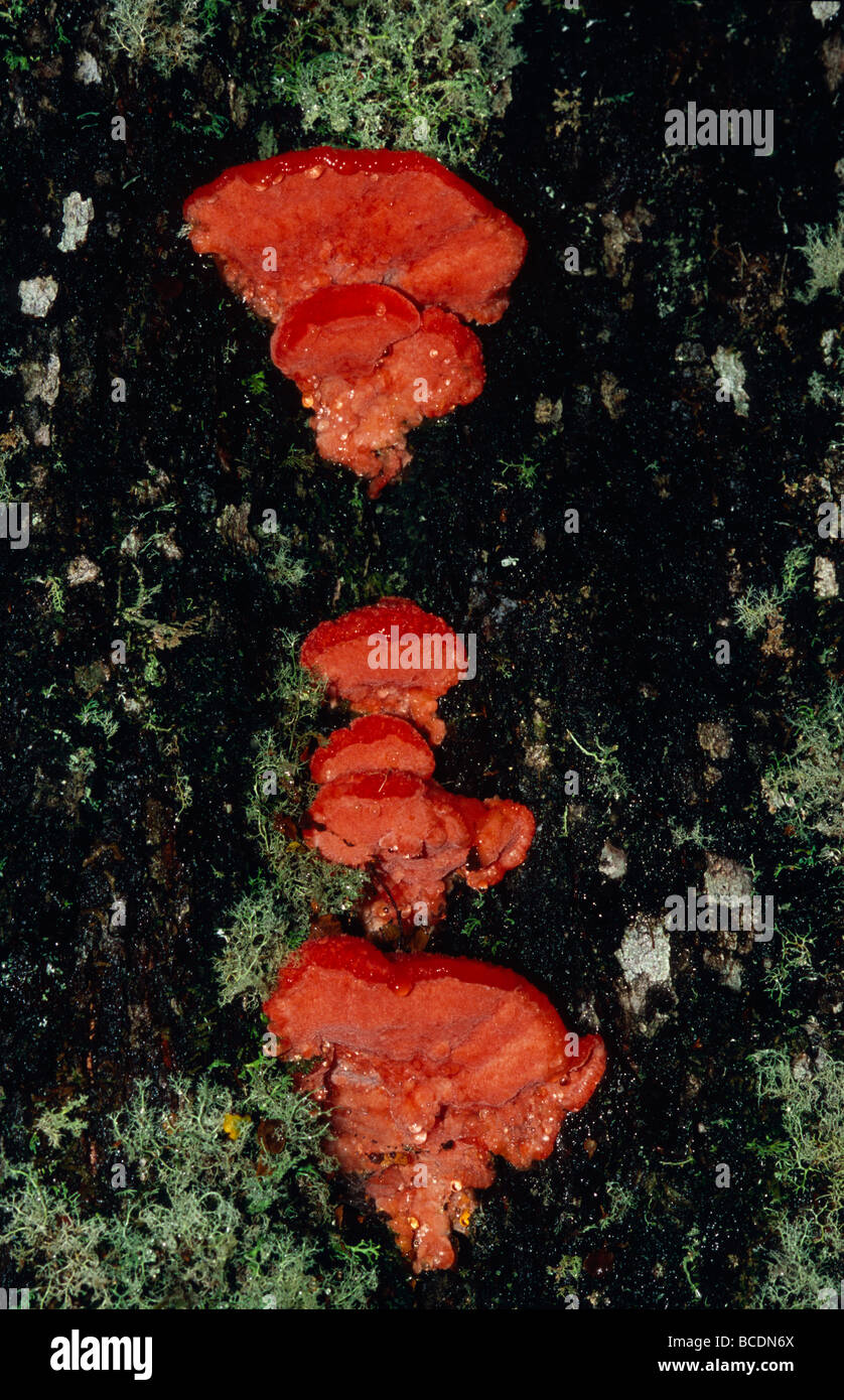 Bright red Aurantiporus pulcherrimus bracket fungi on a Myrtle Beech. Stock Photo