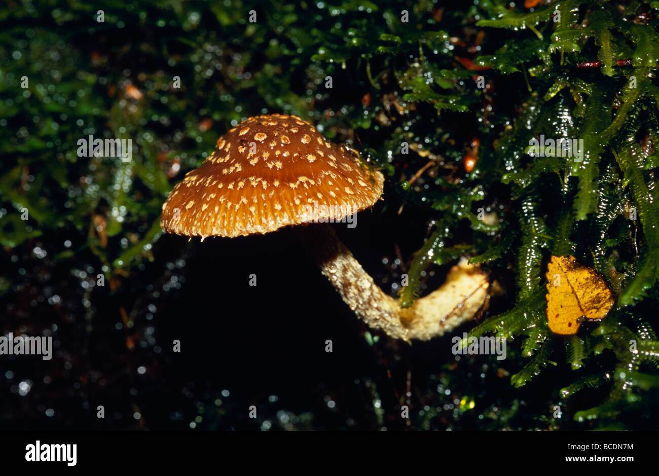 A Cortinarius Mushroom growing through bryophytes on a rotting log. Stock Photo