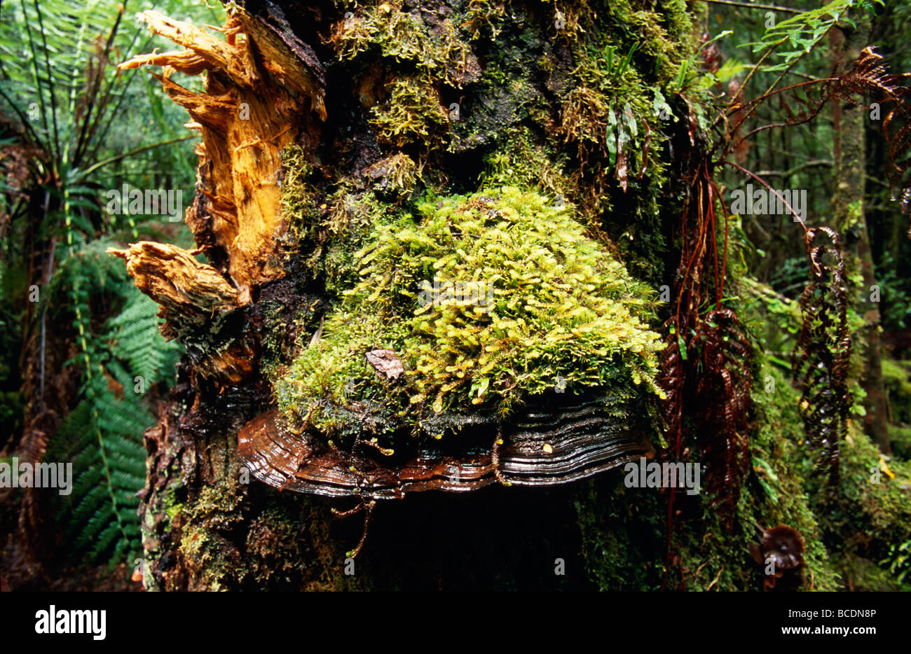 A large Bracket Fungus covered by a Ganoderma species moss. Stock Photo