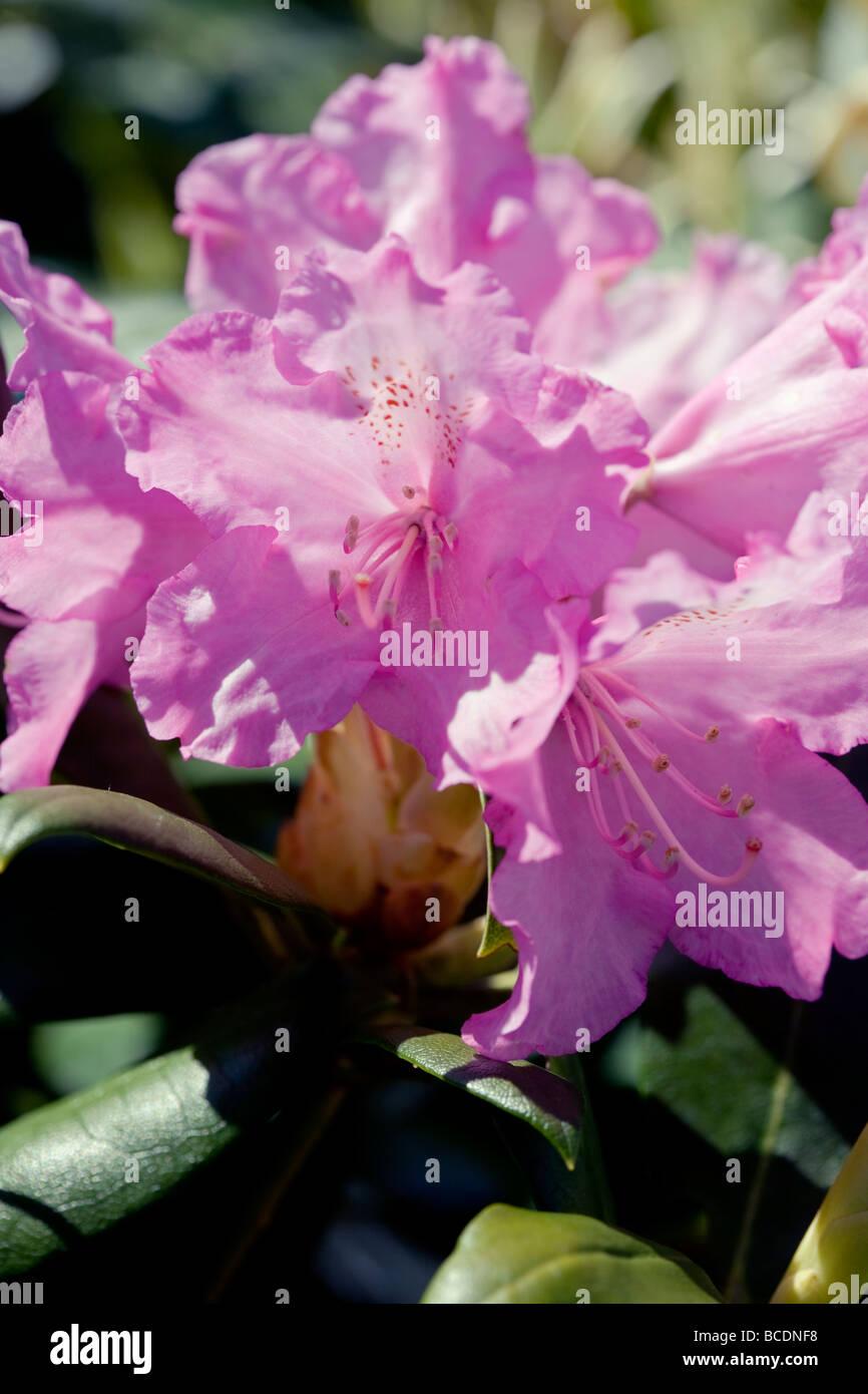 Rhododendron 'Polaris' Stock Photo