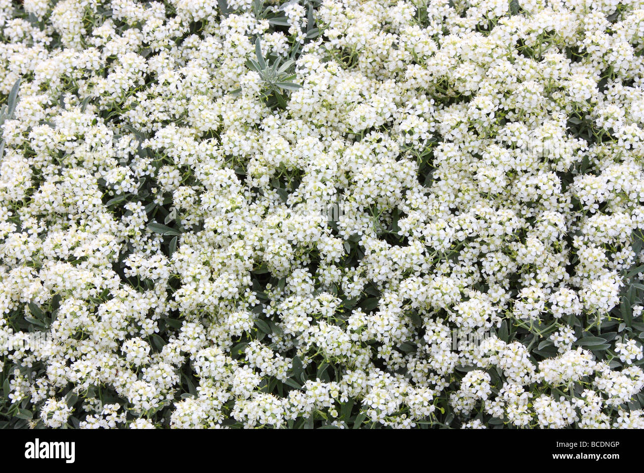 Ptilotrichum spinosum white flowers blooming Stock Photo