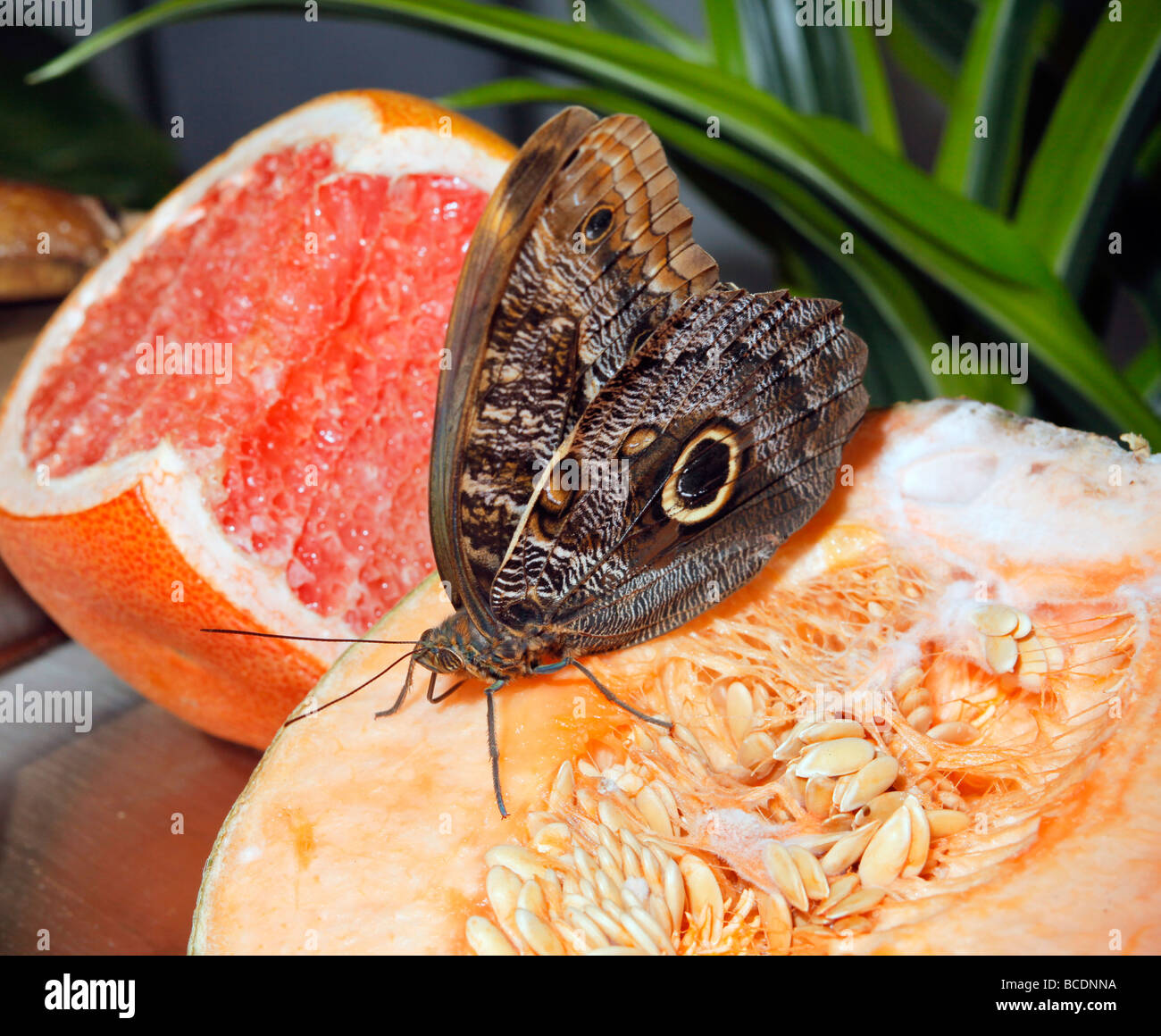 giant owl butterfly, Amazing Butterflies exhibition, Natural History Museum, Washington, DC, USA Stock Photo