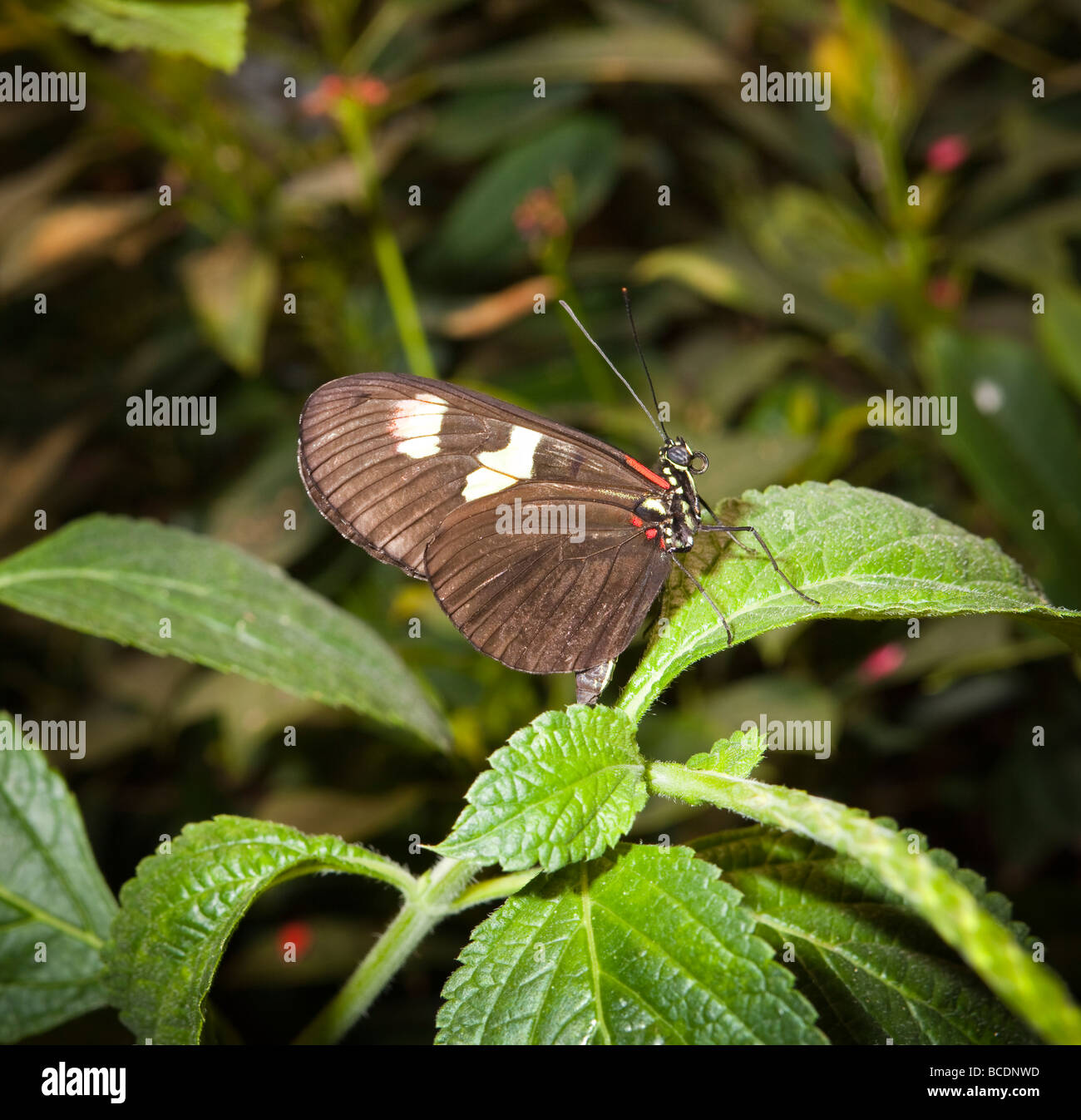 tiger longwing butterfly, Amazing Butterflies exhibition, Natural
