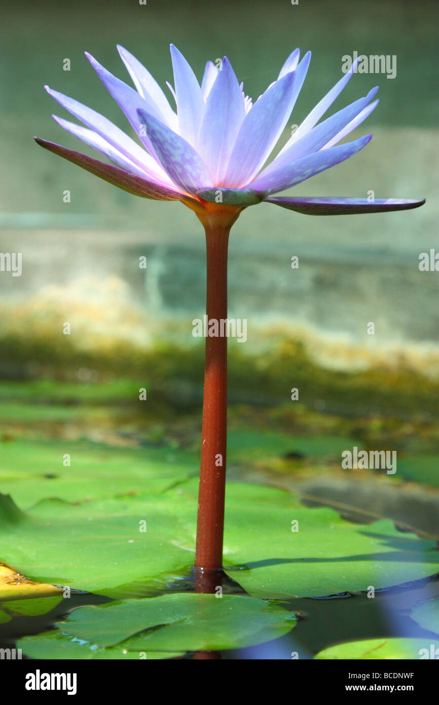 Purple blue lotus flower close up Nymphea Stock Photo