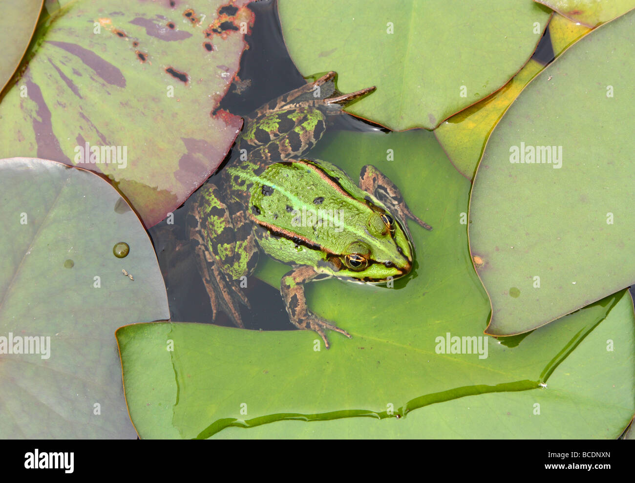 Green edible frog Rana esculenta Stock Photo