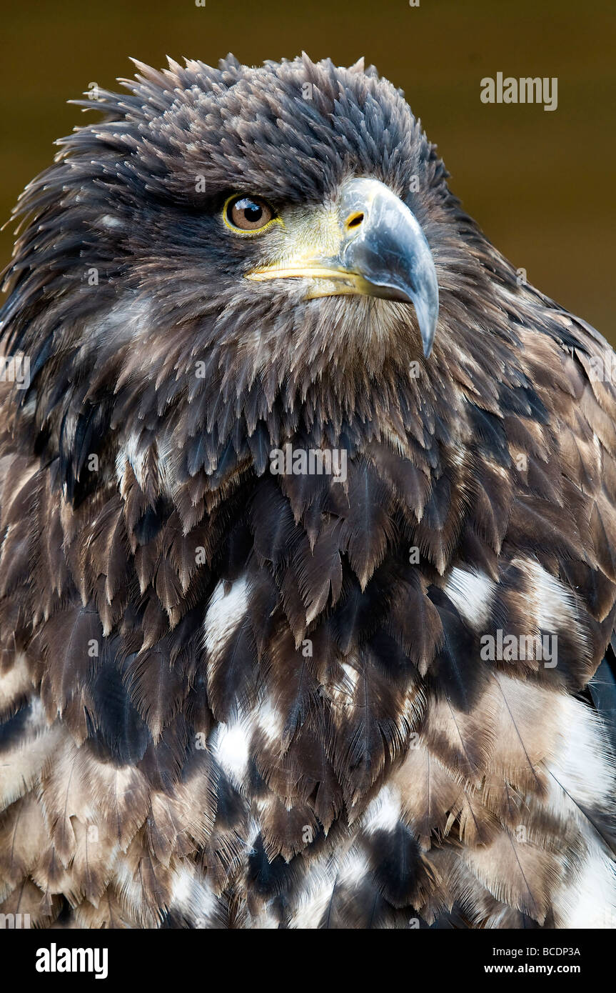 Juvenile Bald Eagle Stock Photo - Alamy