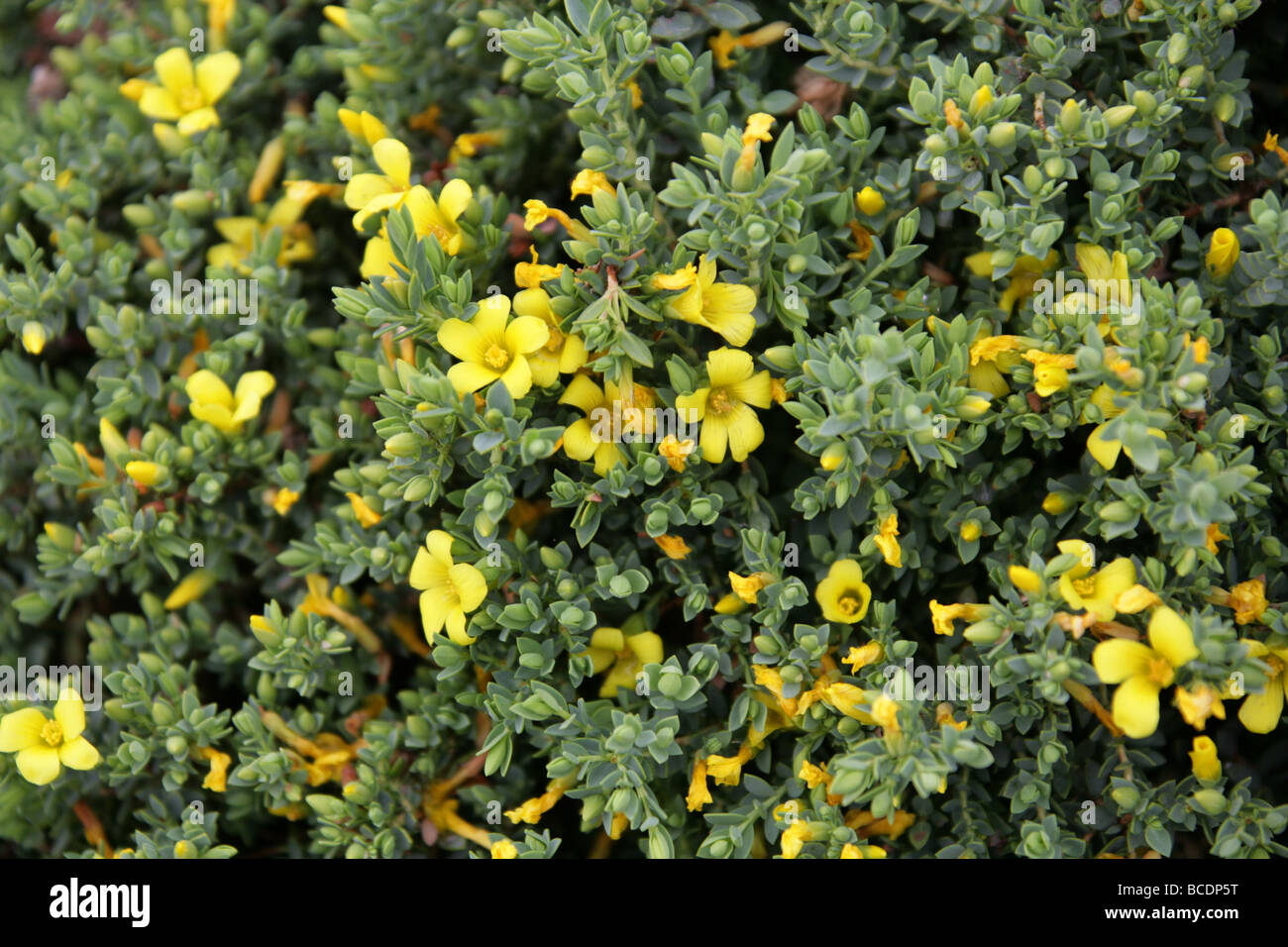 Dwarf St John's Wort, Hypericum aegypticum, Clusiaceae. Mediterranean Stock Photo