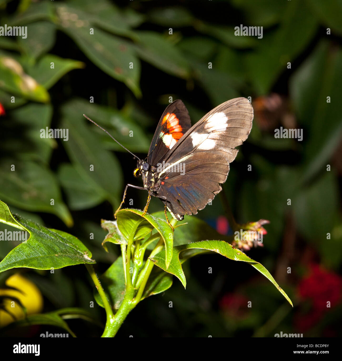 Butterfly exhibition hires stock photography and images Alamy