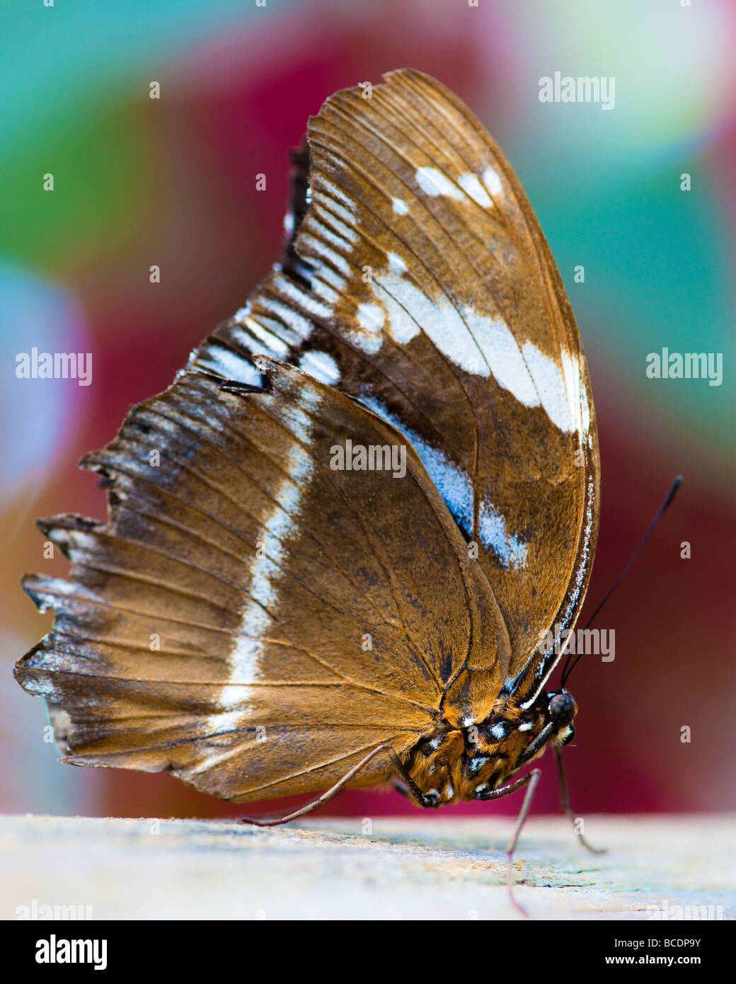 sailor butterfly (lat. neptis hylas) macro with colorful out of focus background Stock Photo