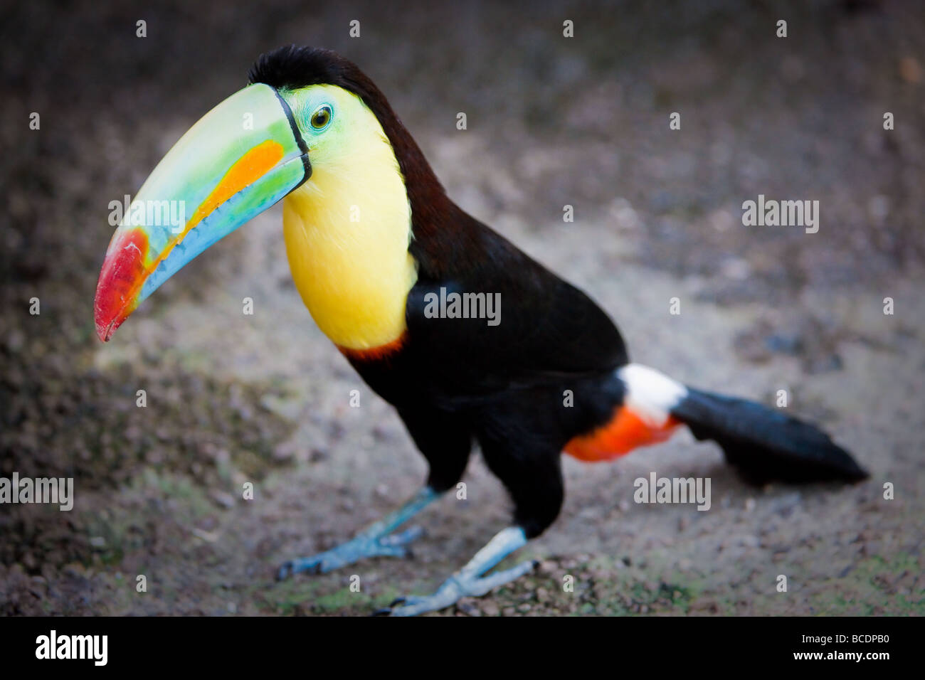 toucan (lat. Ramphastos sulfuratus) standing on the ground focus is on the eye Stock Photo