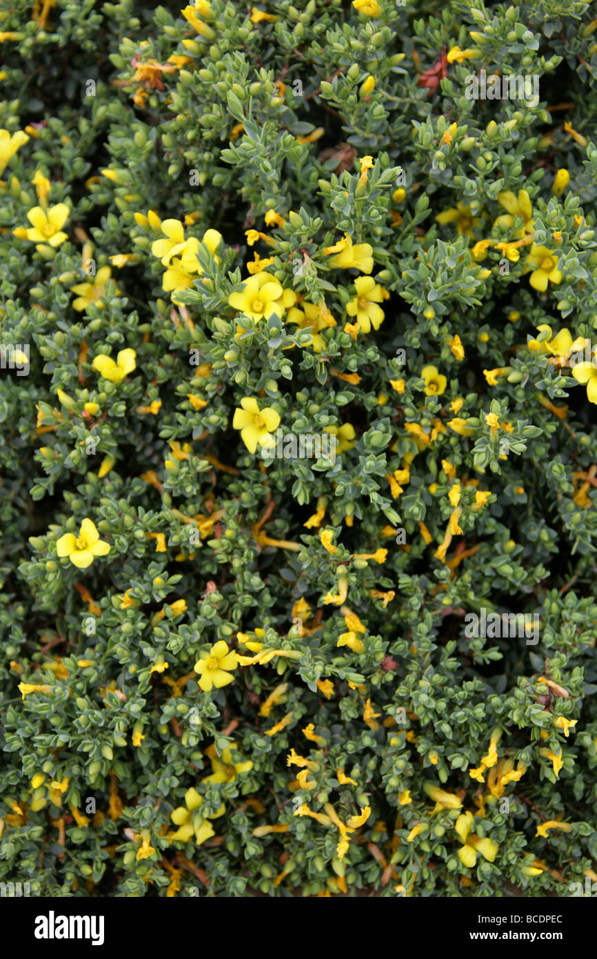 Dwarf St John's Wort, Hypericum aegypticum, Clusiaceae. Mediterranean Stock Photo
