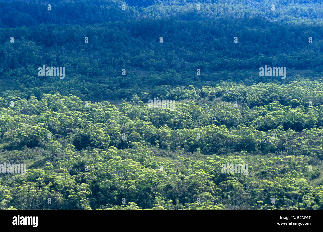 A mixed forest canopy catches the late afternoon sunlight. Stock Photo