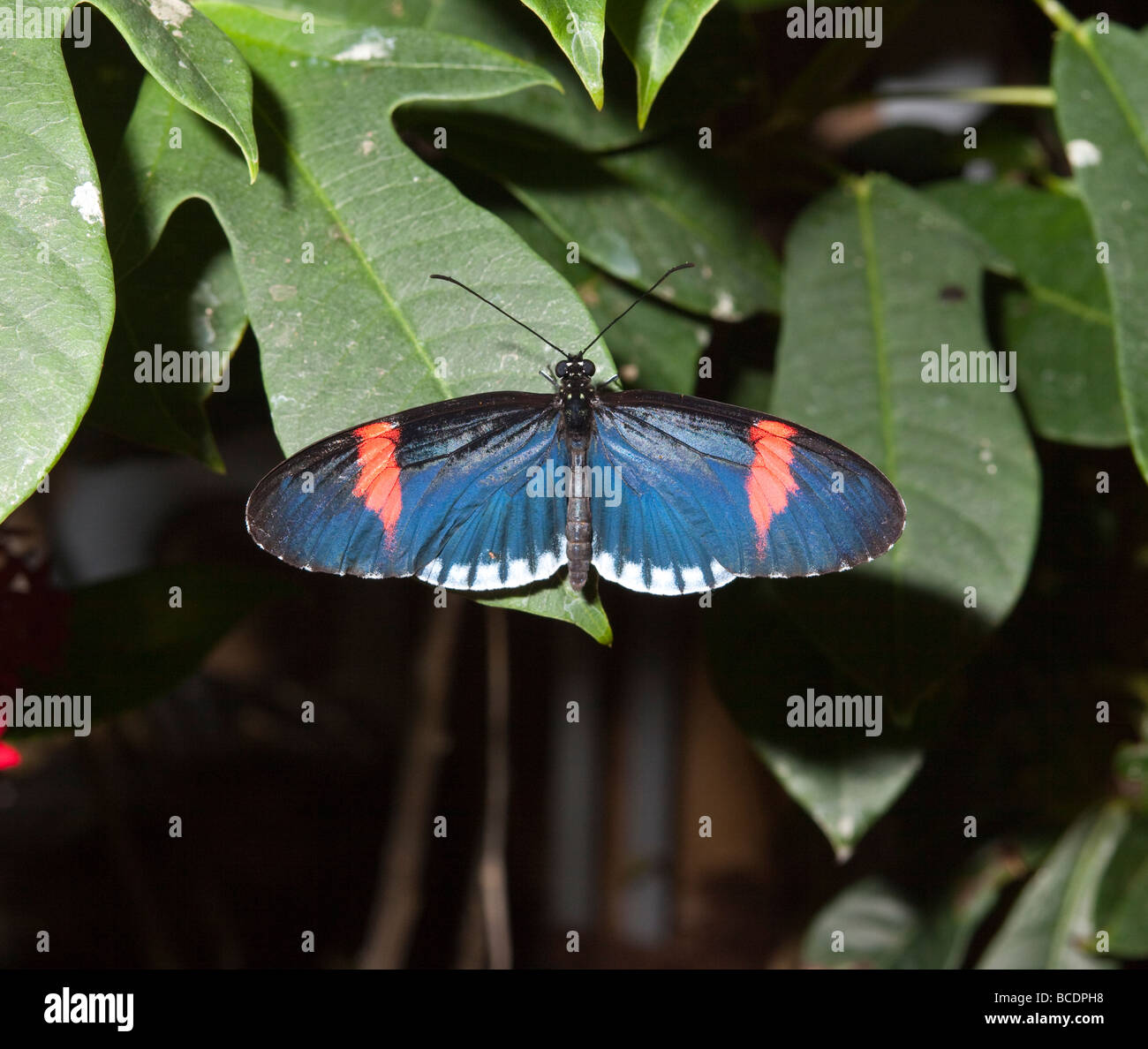 Exhibition of butterflies hires stock photography and images Alamy