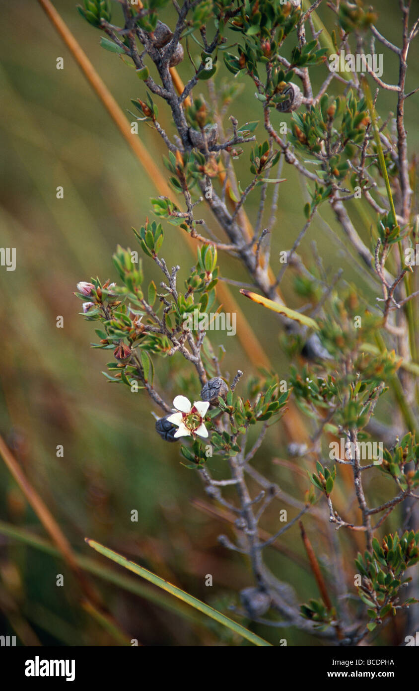 The delicate white flower of the Tea Tree, a Leptospermum species Stock ...