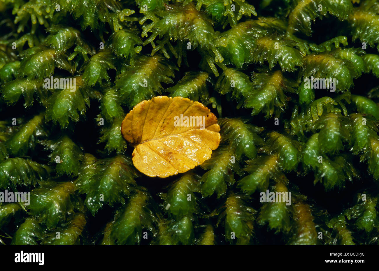 A fallen Deciduous Beech, Nothofagus gunnii, leaf on a moss bryophyte. Stock Photo